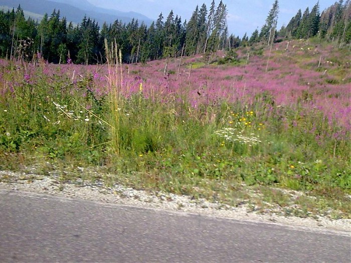 Tatry